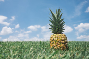 t-w4_309hi8-pineapple