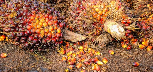 récolte de l'huile de palme